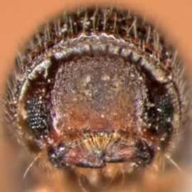   Pseudopityophthorus minutissimus , anterior view 