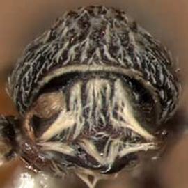   Stenoclyptus ceanothi , anterior view 