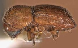             Theoborus ricini , female, lateral view   