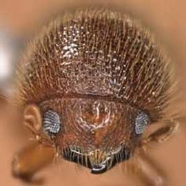             Theoborus ricini , female, anterior view   