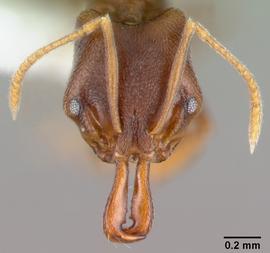 Anterior dorsal view of head, adult worker.  Photo by April Nobile,  Antweb.org .