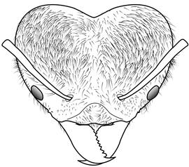 Anterior view of head, adult soldier. The head of the soldier appearing wooly, covered in abundant long fine overlapping hairs. Used in Antkey to separate  Atta cephalotes  from  Atta sexdens .