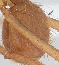 Lateral view of gaster, adult worker. Numerous tubercles lacking on first gastral tergite.