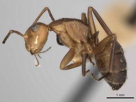 Lateral view of body, entire, adult worker.  Photo by Will Ericson,  Antweb.org .