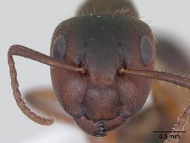Anterior view of head, adult worker.  Photo by April Nobile,  Antweb.org .