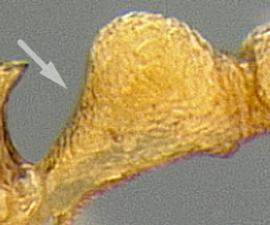 Lateral view of petiole, adult worker. Peduncle not appearing long (length not twice height) but thickens gradually as it tapers into node.