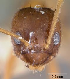 Anterior view of head, adult worker.  Photo by April Nobile,  Antweb.org .