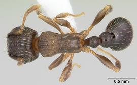 Dorsal view of body, entire, adult worker.  Photo by April Nobile,  Antweb.org .
