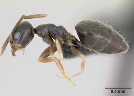 Lateral view of body, entire, adult worker.  Photo by April Nobile,  Antweb.org .