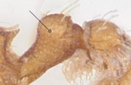 Lateral view of waist, adult worker. Petiole lacking distinct spongiform.