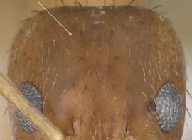 Close-up view of head, adult worker. Posteromedian portion of head sparsely covered in pubescence. Photo by April Nobile,  Antweb.org , modified.