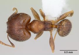 Dorsal view of body, entire, adult worker. Photo by April Nobile,  Antweb.org .