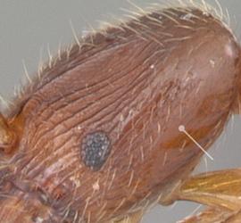 Lateral view of head, adult worker. Posterolateral portion of cephalic dorsum smooth and shining.