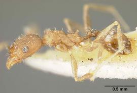Lateral view of body, entire, adult worker.  Photo by Z. Lieberman,  Antweb.org .