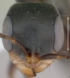 Anterior view of eye / ocellus, adult worker. Eye size unusually large (about half head length). Photo by April Nobile,  Antweb.org , modified.