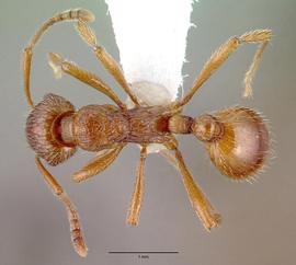 Dorsal view of body, entire, adult worker.  Photo by April Nobile,  Antweb.org .