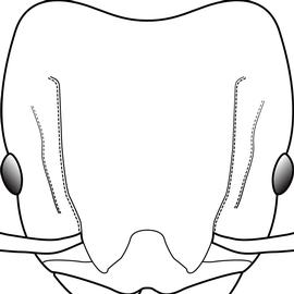 Anterior view of head, adult worker. The head length is approximately equal to the head with. Used in Antkey to separate the major worker of  Pheidole teneriffana  from that of  Pheidole fervens .