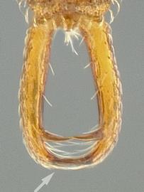 Dorsal view of mandibles, adult. Mandibles linear and armed with apical fork (arrow).