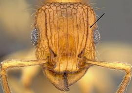Anterior view of antennal scrobe, adult worker. Antennal scrobe present.