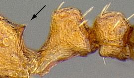 Lateral view of propodeum, adult worker. Propodeal teeth short.