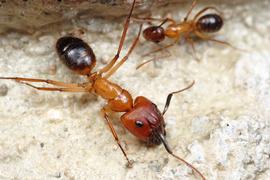 Adults. Most  Camponotus  species have workers of multiple sizes in the colony. Here, a pair of  Camponotus atriceps  workers demonstrate a typical size range for colonies of their species. Photo by ©Alexander L. Wild, alexanderwild.com