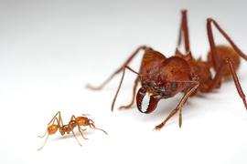 Major and minor workers demonstrating the size extremes among worker ants in a single leafcutter ant colony. Captive colony at the University of Illinois. Photo by ©Alexander L. Wild, alexanderwild.com