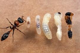 The life cycle of the twig ant. Photo by ©Alexander L. Wild, alexanderwild.com