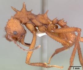 Lateral view of body, entire, adult.