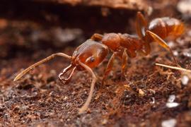 Adult. This individual is from a population that has recently colonized suburban Florida, becoming one of many non-native ant species in the state. Photo by ©Alexander L. Wild, alexanderwild.com