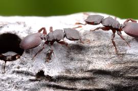  Cephalotes varians . Adult turtle ants at the entrance to their nest in a mangrove twig. Photo by ©Alexander L. Wild, alexanderwild.com