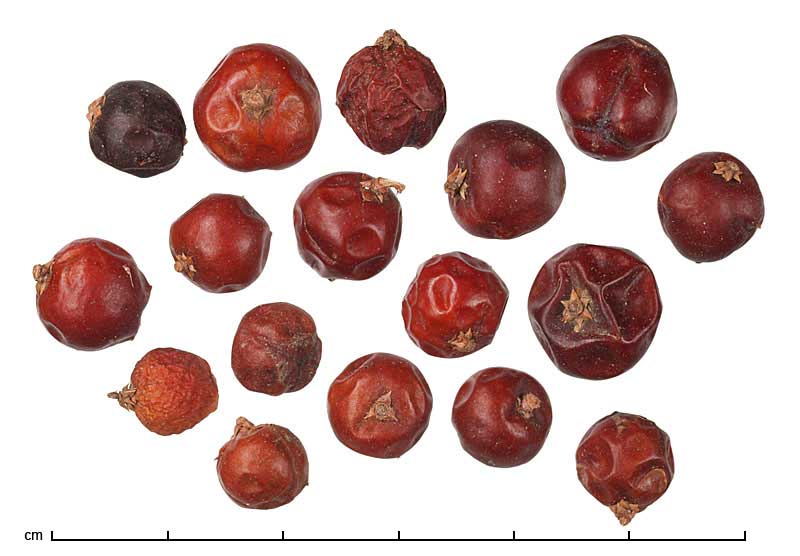 Antidesma bunius | Dried Botanical ID