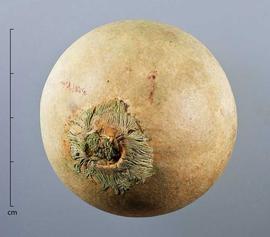  fruit, bleached, stem end; photo by Christina Southwick 
