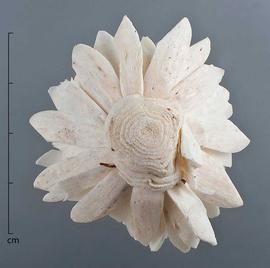  stem pith slices, formed into a chysanthemum-shaped flower, bottom view; photo by Christina Southwick 
