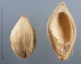  pericarps, outer surface with fibers (left), inner surface (right); photo by Christina Southwick 
