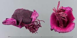  flowers, dyed magenta, side view (left) and top view (right); photo by Christina Southwick 
