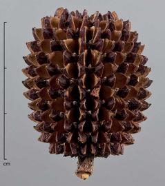  fruit, close-up; photo by Christina Southwick 
