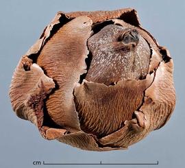  immature fruit with overlapping bracts, top view; photo by Christina Southwick 
