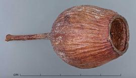  fruit, lateral/end view; photo by Christina Southwick 
