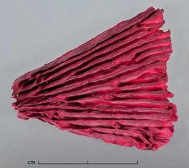  fungal fruiting body, dyed pink, bottom surface with deep ribs; photo by Christina Southwick 
