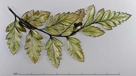  leaves, bottom view; photo by Christina Southwick 
