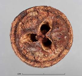  fruit, top view; photo by Christina Southwick 
