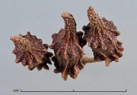  flower bud cluster, top view; photo by Christina Southwick 
