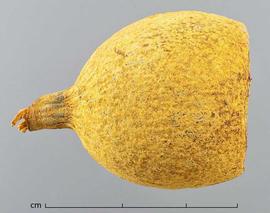  fruit with top removed, dyed yellow, lateral view; photo by Christina Southwick 
