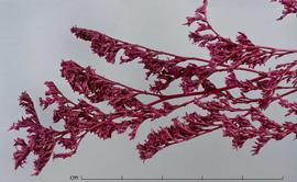  inflorescences, dyed purple, close-up; photo by Christina Southwick 
