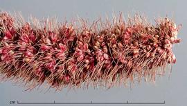  inflorescence, close-up, dyed pink; photo by Christina Southwick 
