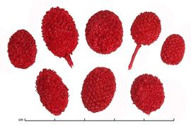            inflorescences, dyed red   