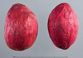  fruits, dyed pink, lateral view; photo by Christina Southwick 
