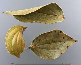  leaves, upper surface; photo by Christina Southwick 
