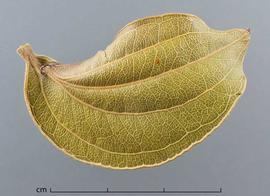  leaf, upper surface; photo by Christina Southwick 
