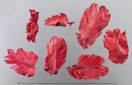  fruits, dyed red; photo by Christina Southwick 
